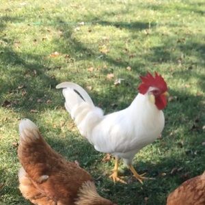 Meet your Posher, Ingrid